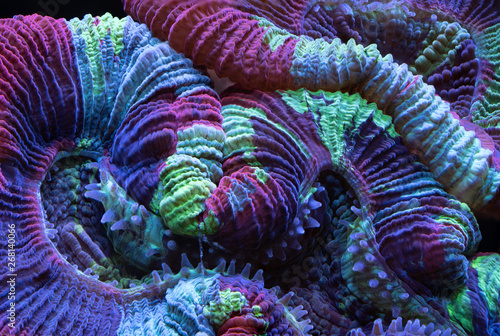 Rainbow Lobophyllia 1 photo