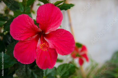 Closeup, Pollen of Red Chinese rose flower (Hibiscus rosa-sinensis) are blooming in the garden so very beautiful.