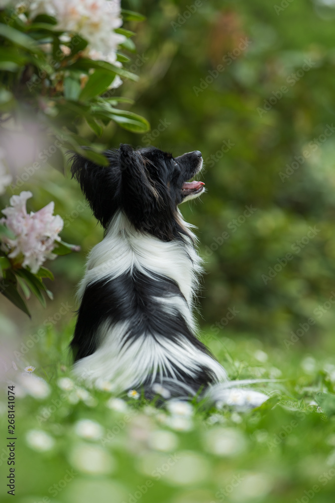 Cute papillon dog in a spring meadow Cute papillon dog in a spring meadow