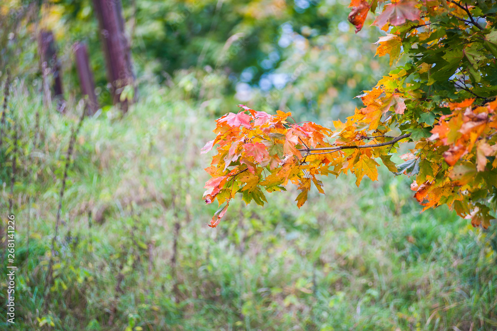 Yellow leaves close up in nature, approaching autumn, nature fades. Autumn in the park: golden birch tree leaves in the sunlight Yellow leaves close up in nature, approaching autumn, nature fades. Autumn in the park: golden birch tree leaves in the sunlight