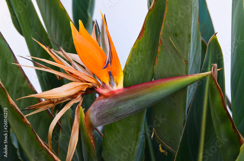 Tropical plant Strelitzia reginae commonly called Bird of paradise or Crane flower blooming in tropical garden of Tenerife,Canary Islands,Spain.Selective focus.