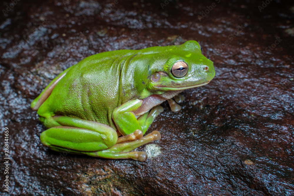 litoria caerulea, the green tree frog, sitting on a dark rock in tropical rain forest, near Cairns, Queensland, Australia litoria caerulea, the green tree frog, sitting on a dark rock in tropical rain forest, near Cairns, Queensland, Australia