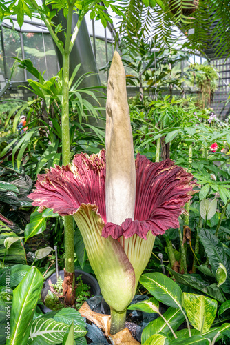 Flower spike of Amorphophallus titanum, the giant titan lily, fully open in the Cairns botannical gardens, Queensland, Australia