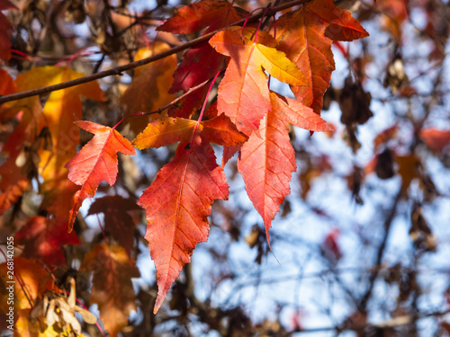 Leaves of Amur Maple or Acer ginnala in autumn sunlight with bokeh background, selective focus, shallow DOF