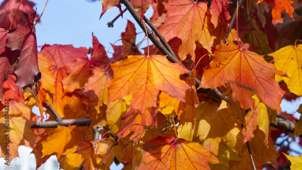 Leaves of Norway Maple, Acer platanoides, in autumn sunlight background, selective focus, shallow DOF Leaves of Norway Maple, Acer platanoides, in autumn sunlight background, selective focus, shallow DOF