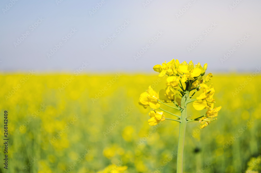 Rape. Rapeseed field during flowering. Cabbage family. Oilseed culture. Agriculture. Farming Rape. Rapeseed field during flowering. Cabbage family. Oilseed culture. Agriculture. Farming