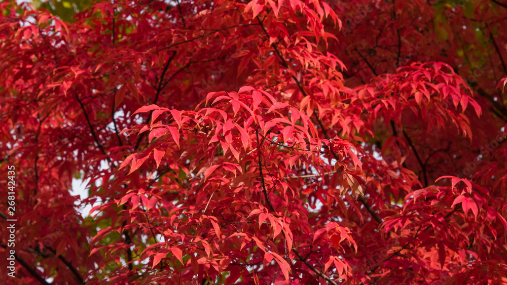 Leaves of Manchurian Maple or Acer mandshuricum in autumn sunlight background, selective focus, shallow DOF Leaves of Manchurian Maple or Acer mandshuricum in autumn sunlight background, selective focus, shallow DOF