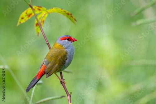 Cuadro en lienzo Red browed finch, Neochmia temporalis, bird perched in rainforest margin at Moun