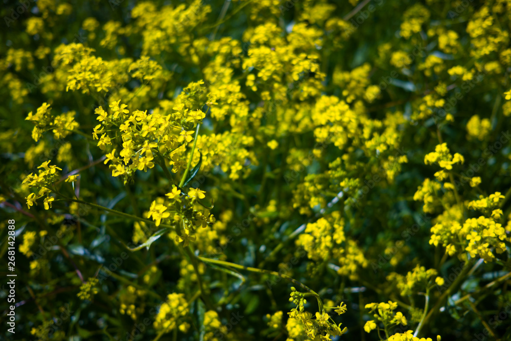 Fototapeta premium Raps