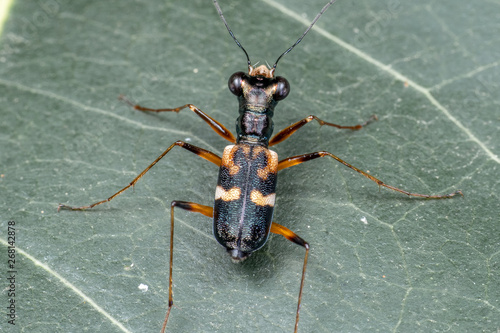 Tree trunk tiger beetle, Distipsidera sp, on a leaf in tropical rainforest, Queensland, Australia photo