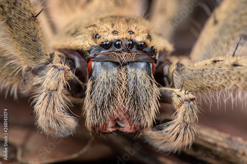Extreme close up of Australian huntsman spider showing fangs and eyes, in Australian rainforest photo