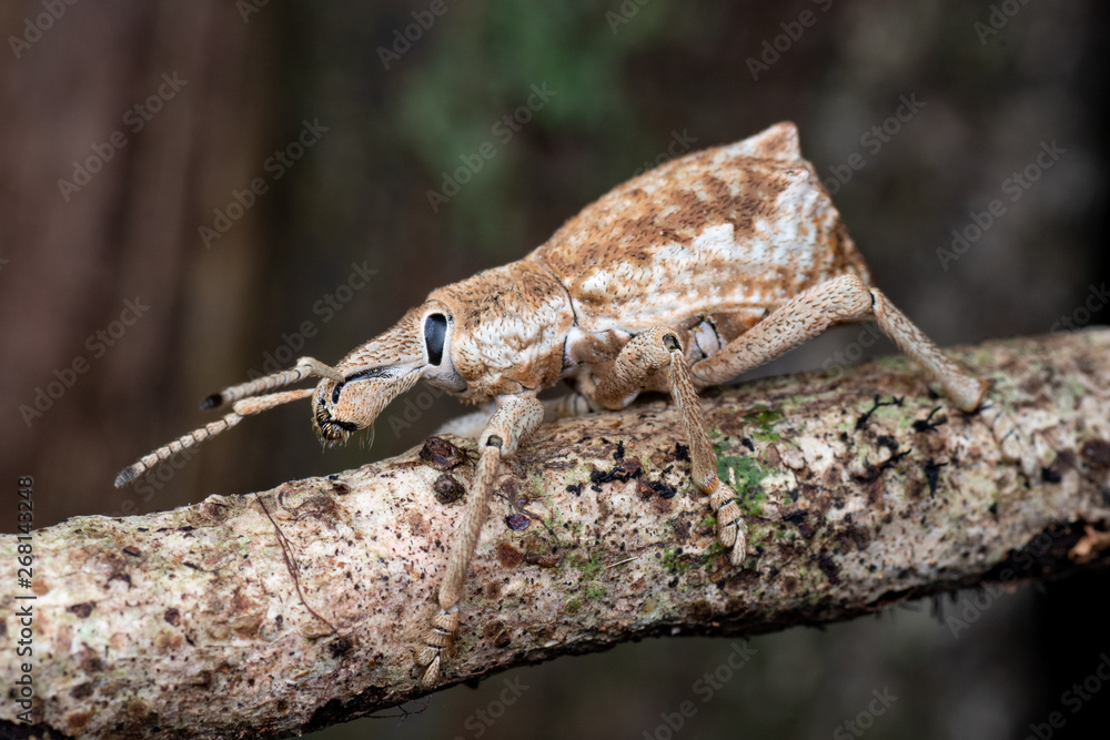 Broad-nosed weevil from the family CURCULIONIDAE, tropical rainforest near Cairns, Queensland, Australia Broad-nosed weevil from the family CURCULIONIDAE, tropical rainforest near Cairns, Queensland, Australia