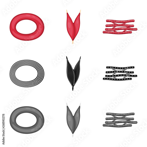 Isolated object of fiber and muscular logo. Collection of fiber and body  vector icon for stock.