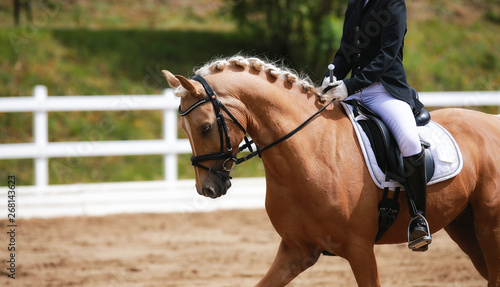 Dressage horse (horse) in closeup on a dressage tournament.. © RD-Fotografie