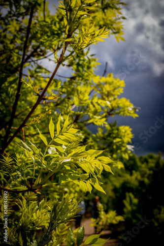 green bright leafs with dark sky on background