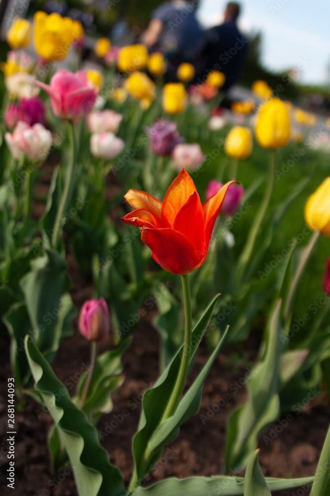Red tulip flower with many yellow flower on the background Red tulip flower with many yellow flower on the background