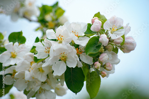 Natural spring flower landscape with spring white apple flowers, closeup of spring apple tree in blossom