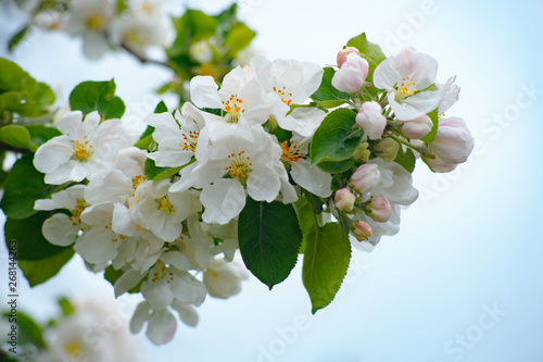White and pink apple tree blossoms in sky background.
