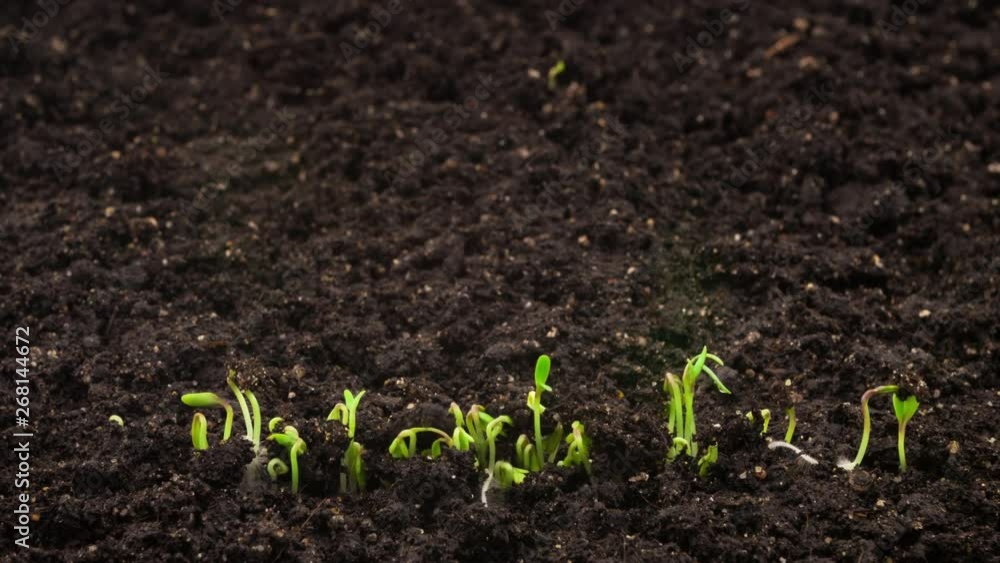 Growing plants in timelapse, sprouts germination newborn cress salad plant in greenhouse agriculture