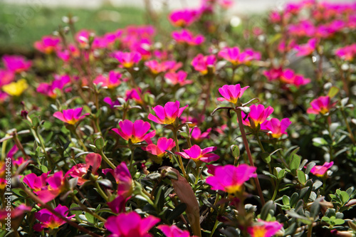 Wallpaper Mural Pink Portulaca flower blooming in morning sunlight Torontodigital.ca