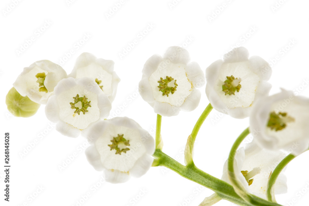 White flower of lily of the valley, lat. Convallaria majalis, isolated on white