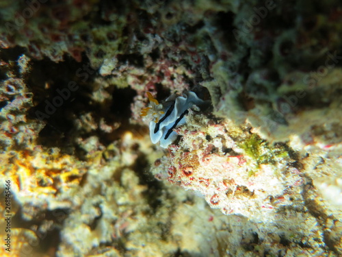 Nudibranquio en el mar