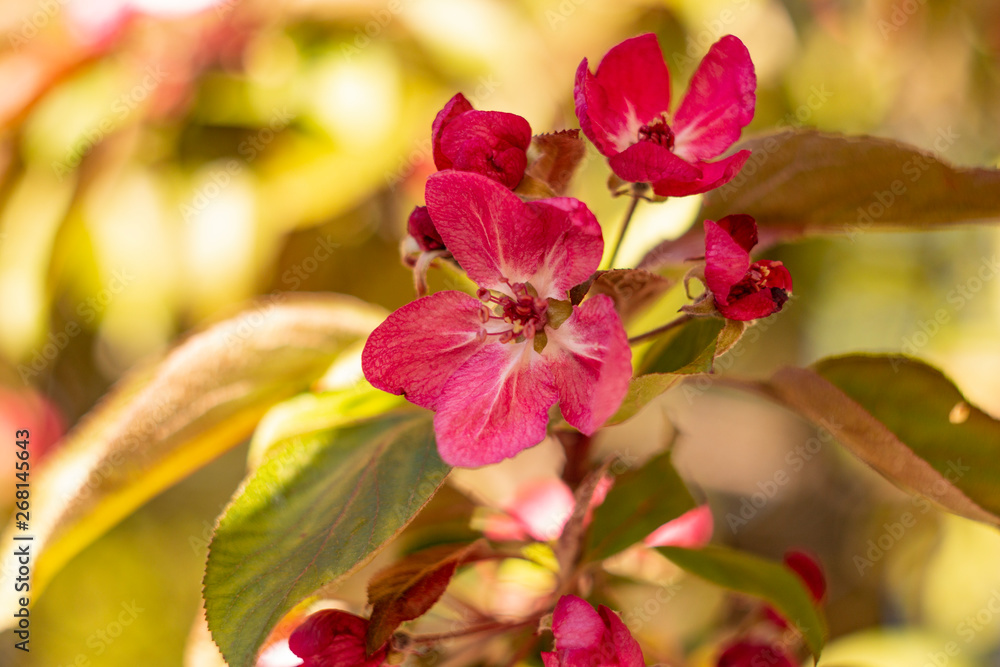 Apple tree in bloom, bright pink flowers, bokeh, sunny day. Apple tree in bloom, bright pink flowers, bokeh, sunny day.