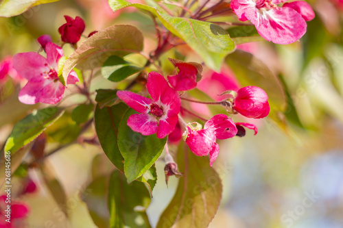 Apple tree in bloom  bright pink flowers  bokeh  sunny day.