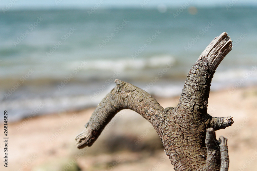 Fototapeta premium Drift wood on the beach
