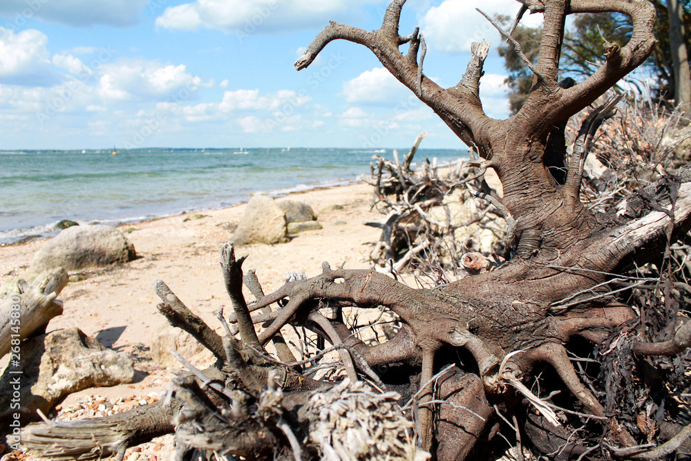 Drift wood on the beach