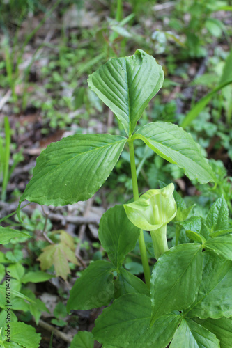 Jack-in-the-pulpit at Morton Grove's St. Paul Woods