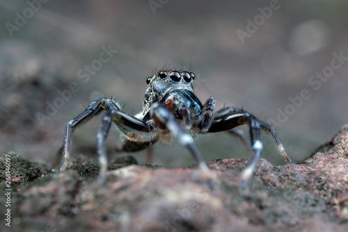 Swift's Ant Hunter, Omoedus swiftorum, a salticidae jumping spider hunting on a rock in Queensland, Australia © peter