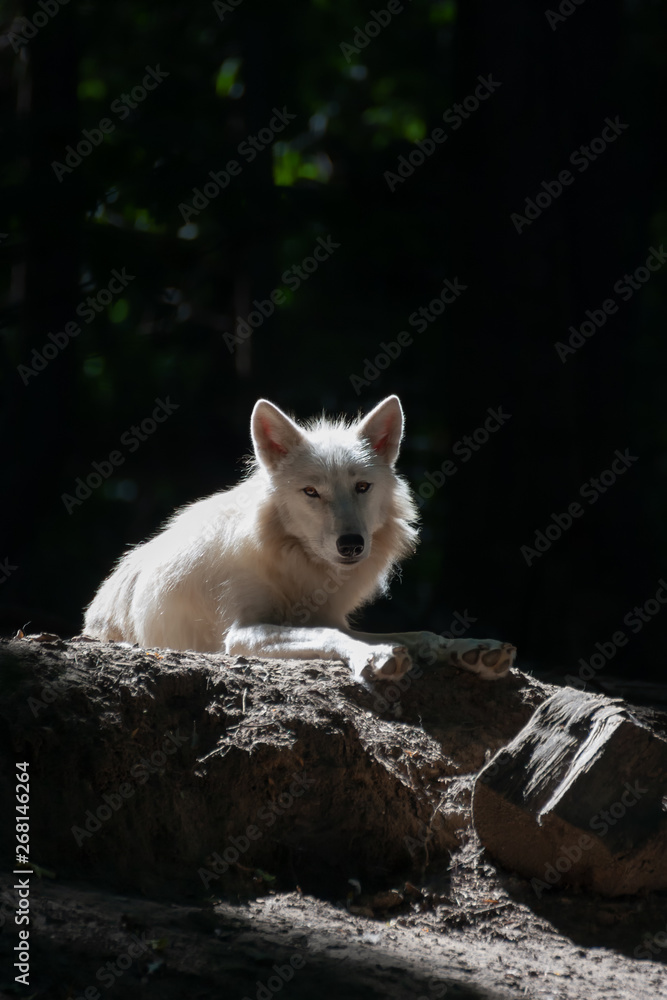 Obraz premium White Wolf lies on dark forest clearing. Nature and fairy tale concept.