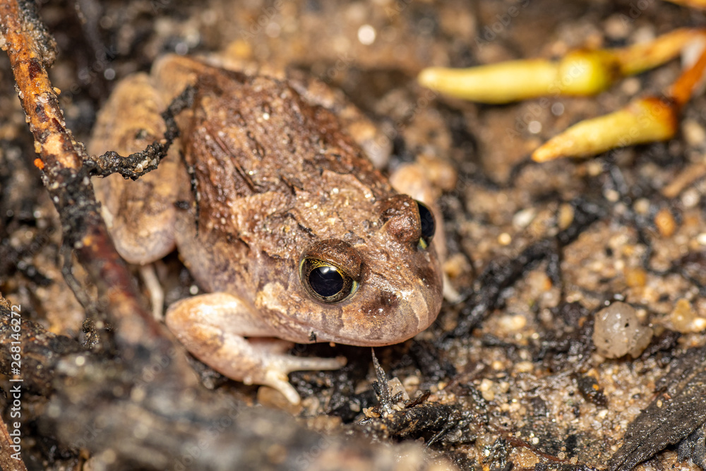Naklejka premium Platyplectrum ornatum, the ornate burrowing frog, in Queensland, Australia