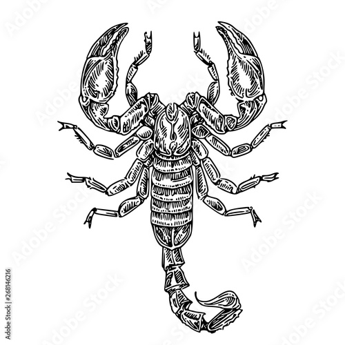 Scorpion. Top view. Sketch tattoo. Engraving style .Vector illustration.