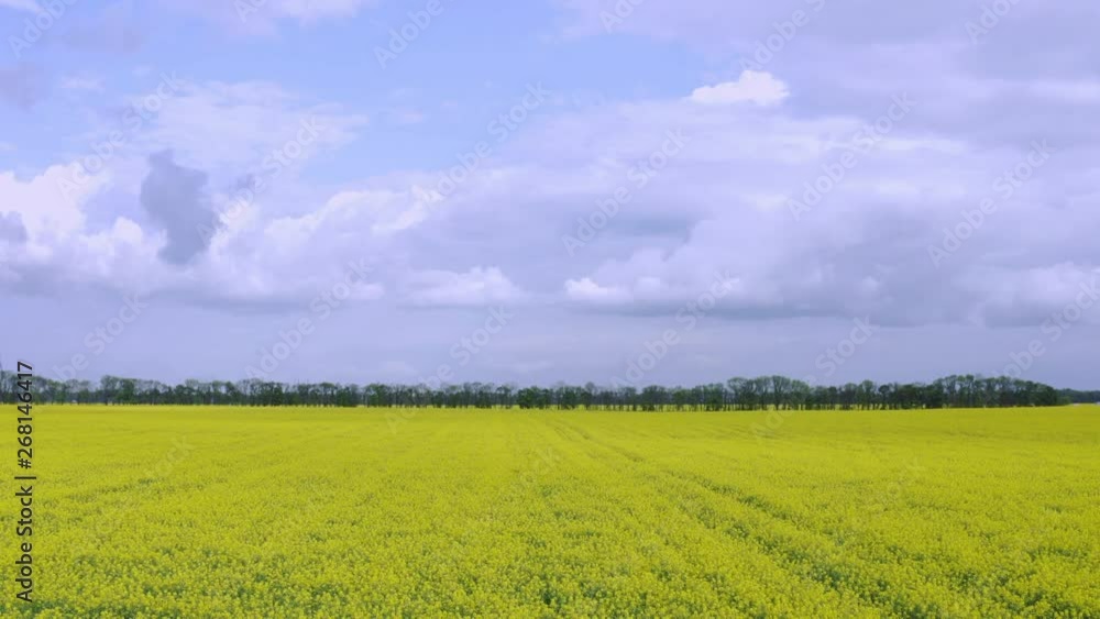 Aerial Flying over Blooming yellow rapeseed field with blue cloudless sky. Picturesque canola field under blue sky with white fluffy clouds. Wonderful 4k drone video footage for ecological concept Aerial Flying over Blooming yellow rapeseed field with blue cloudless sky. Picturesque canola field under blue sky with white fluffy clouds. Wonderful 4k drone video footage for ecological concept