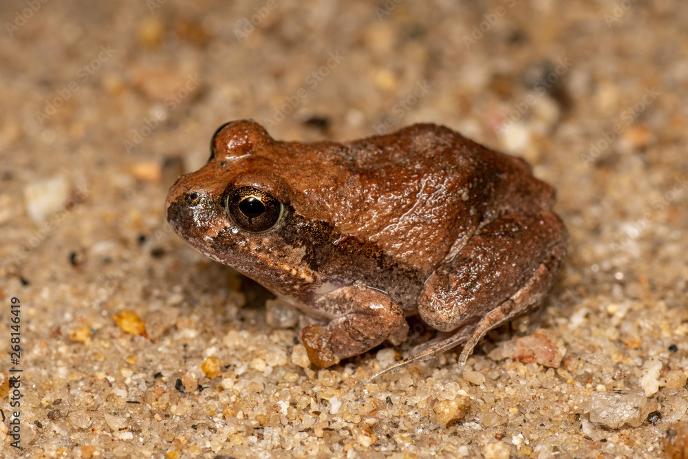 Platyplectrum ornatum, the ornate burrowing frog, in Queensland, Australia Platyplectrum ornatum, the ornate burrowing frog, in Queensland, Australia