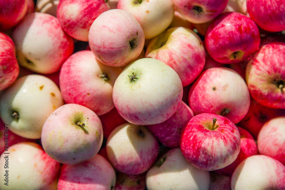 background a bunch of ripe apples background a bunch of ripe apples