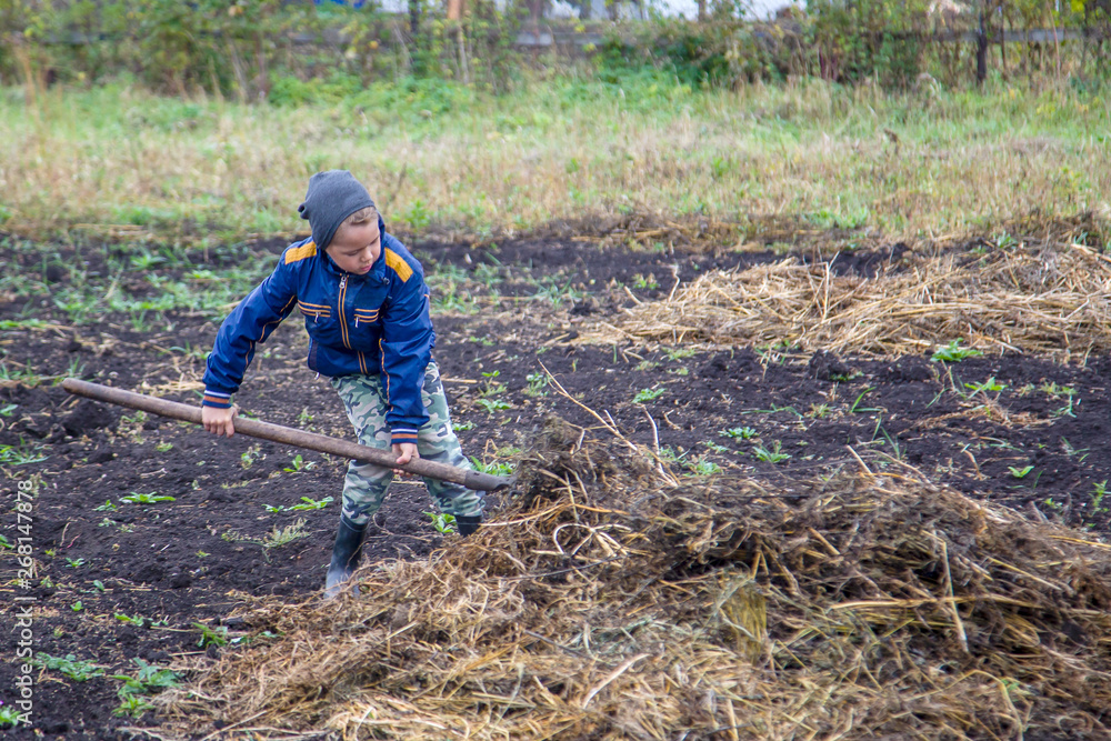 small farmer working on the field, gathering dry grass small farmer working on the field, gathering dry grass