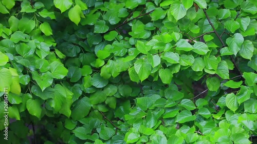 Wallpaper Mural urginea maritima flover Torontodigital.ca