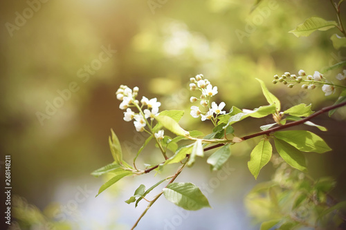 Delicate pure white birdcherry blossoms with light green leaves bloom on a branch illuminated by sunlight on a spring day.