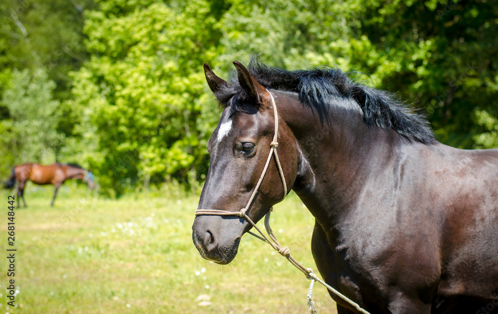 portrait of black horse with white spot on forehead