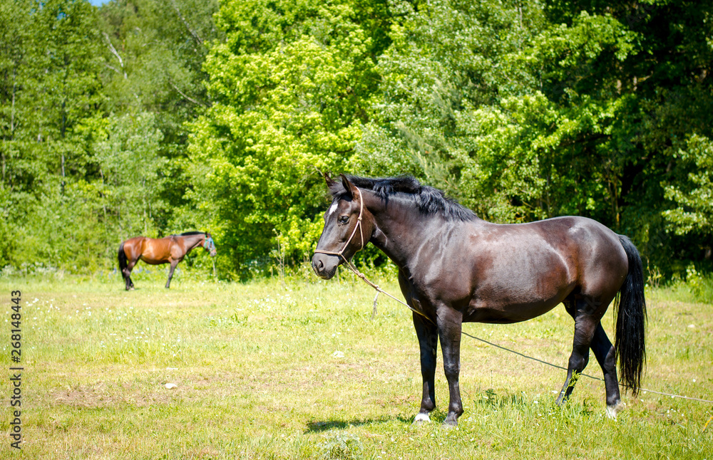 black horse with white spot on forehead in summer black horse with white spot on forehead in summer