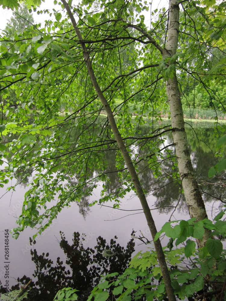 Birch on the lake Birch on the lake