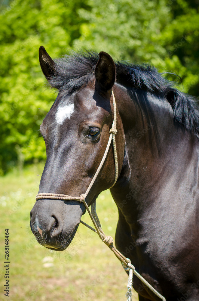 black horse with white spot on forehead