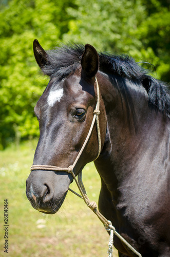 Fototapeta Naklejka Na Ścianę i Meble -  black horse with white spot on forehead