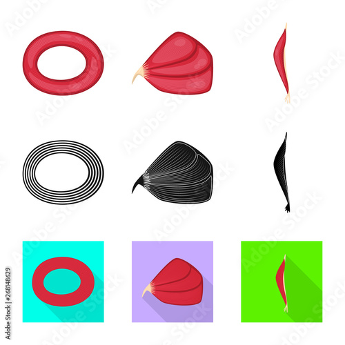 Vector design of fiber and muscular symbol. Set of fiber and body  stock symbol for web.