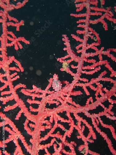 Caballito de mar pigmeo en coral photo