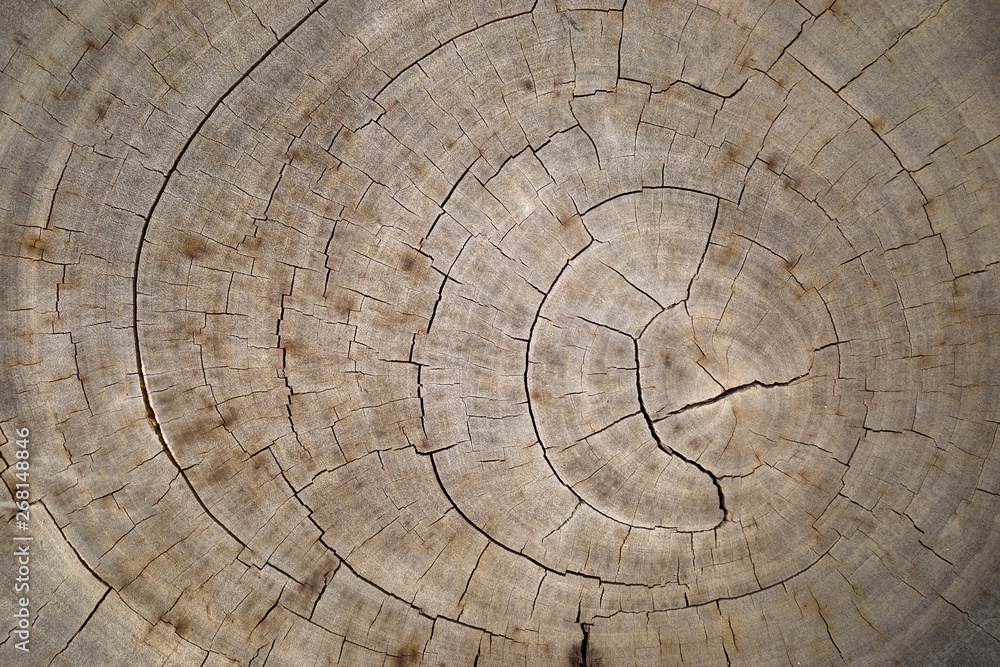 Naklejka premium An aged wood slice with circle and crack