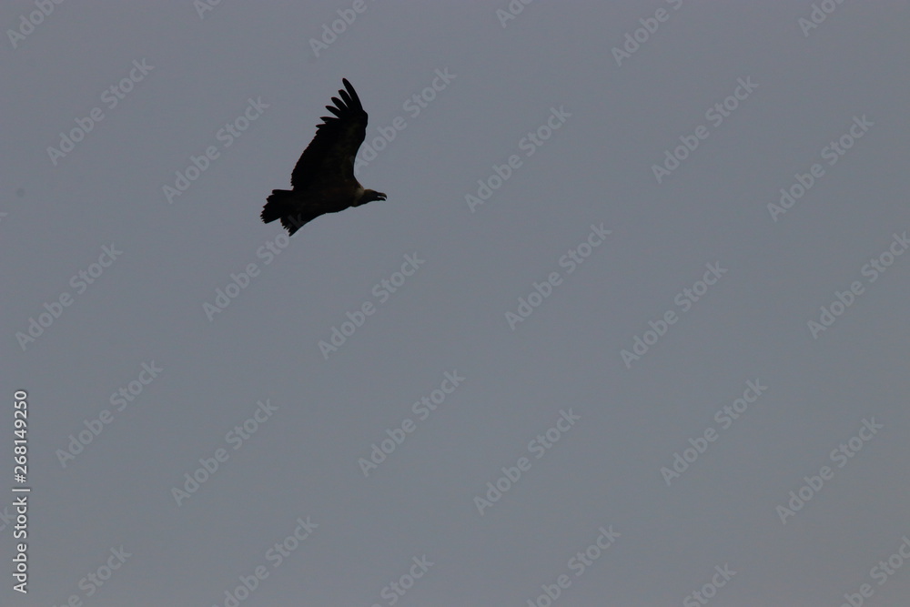 griffon vulture flight, gyps fulvus specie in Pyrenean sky griffon vulture flight, gyps fulvus specie in Pyrenean sky
